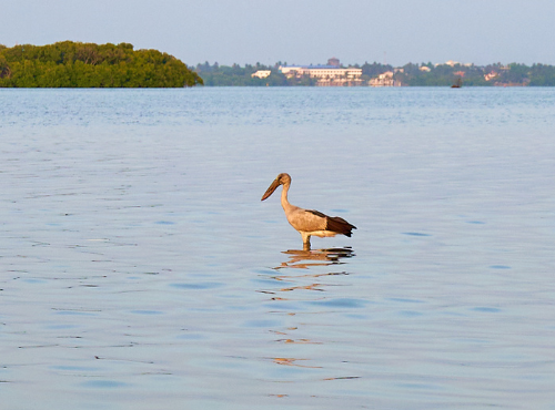 Muthurajawela Excursion and Bird Watching – Boat Tour