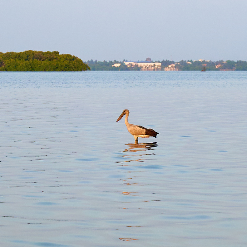 Muthurajawela Excursion and Bird Watching – Boat Tour